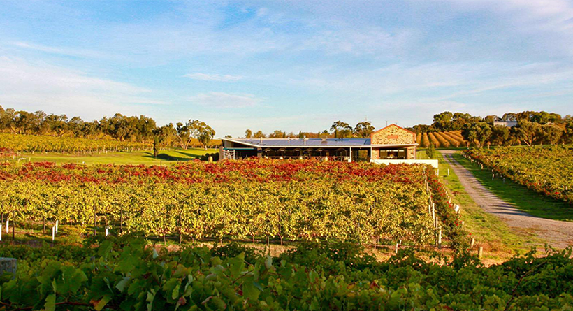 Vineyard at Angove Family Winemakers